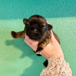 Zeus - Liver and white male Shih Tzu puppy in Stroud, Oklahoma from Laik’s Little Shihtz & Poms