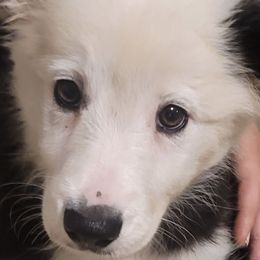 Poppy - Black and white female Border Collie puppy in Goldston, North Carolina from Bordercolliecouple