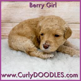 Berry Girl - Apricot female Goldendoodle puppy in Taneytown, Maryland from Curlydoodles