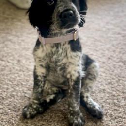 English Springer Spaniel Puppies from Butterfield Trail Farm