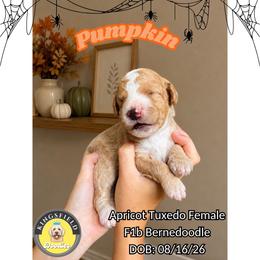 Pumpkin - Red female Bernedoodle puppy in High Point, North Carolina from Kingsfield Doodles