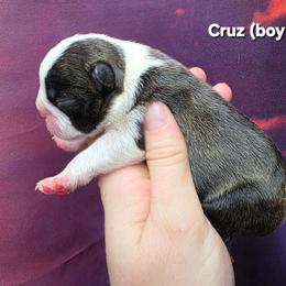 Cruz (Boy 1) - Black brindle and white male Boston Terrier puppy in Denver, Colorado from Diamonds In The Ruff Boston Terriers