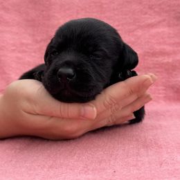 Whoopi - Black female Labrador Retriever puppy in Garnett, Kansas from Timberland Creek Labradors