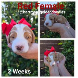 Red - Apricot female Goldendoodle puppy in Upland, California from Hartman Goldendoodles