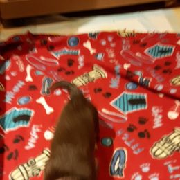 Dachshund Puppies from Darling Dachshunds