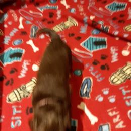 Dachshund Puppies from Darling Dachshunds