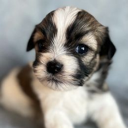 German Shorthaired Pointers and Havanese from Room For One More