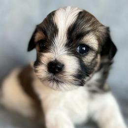German Shorthaired Pointers and Havanese from Room For One More