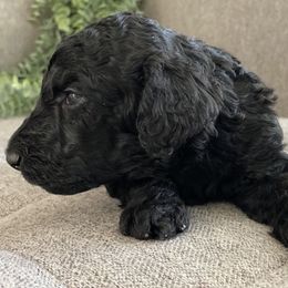 Poodle Puppies from Home of Doodles