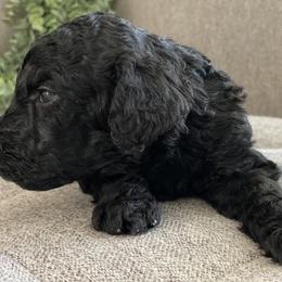 Poodle Puppies from Home of Doodles