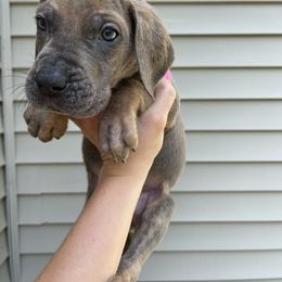 Yellow Collar - Blue brindle male Great Dane puppy in Kimball, Michigan from Starlight Danes