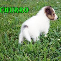 Churro - CHW Sable Boy - White and sable male Shetland Sheepdog puppy in Frazeysburg, Ohio from Mountain High Kennels