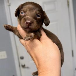 Twix - Chocolate male Dachshund puppy in Fredericksburg, Indiana from Blue River Mini Dachshunds