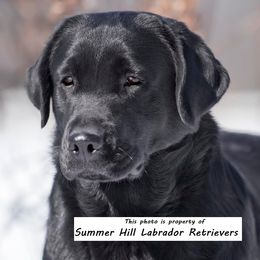 Lilo - Labrador Retriever