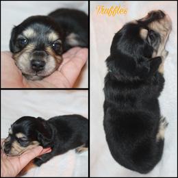 Truffles - Black and tan male Dachshund puppy in South Webster, Ohio from Griffith’s Gorgeous Dachshunds