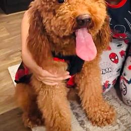 Goldendoodle puppies from Pia’s Doodle Poodle Wag