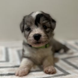 Aussiedoodle, Bordoodle, and Goldendoodle Puppies from Korbella Farm