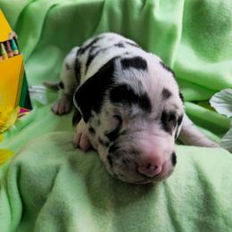 Tangerine - Harlequin male Great Dane puppy in Brookings, South Dakota from Debonair Danes