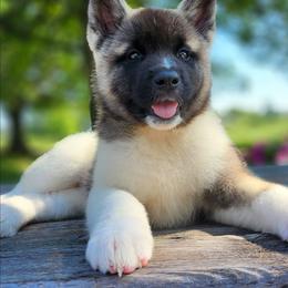 Spirit - Fawn female Akita puppy in Chillicothe, Missouri from TLC Akitas