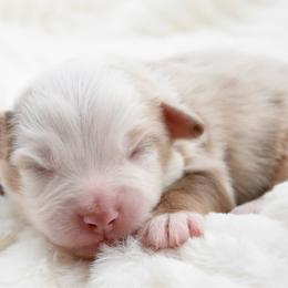 Final Say - Red merle male Toy Australian Shepherd puppy in Chickasha, Oklahoma from Rustic Lace