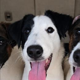 Casper - White and black male Smooth Fox Terrier puppy in Lake City, Florida from Providence Kennels