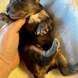 Merle - Merle male Bernedoodle puppy in Holt, Missouri from Mindys Doodles