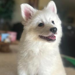 Pearl - White female American Eskimo Dog puppy in Hesperia, California from Bella's American Eskimos