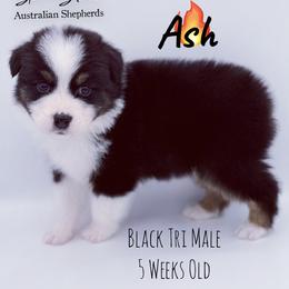 Ash - Black tri-color male Australian Shepherd puppy in Greeneville, Tennessee from Storm Shine Australian Shepherds