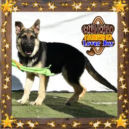 Charlie Chaplin - Black and tan male German Shepherd puppy in Murrieta, California from Diamond Oaks German Shepherds