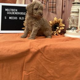 Goldendoodle Puppies from Smiths Doodles