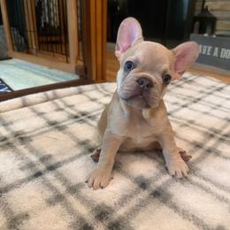 Archie - Fawn male French Bulldog puppy in New Berlin, Wisconsin from Smooshy Puppers