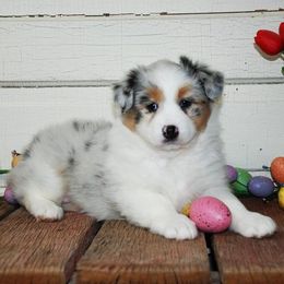 Australian Shepherd and Pembroke Welsh Corgi Puppies from Tyler Shupe's Australian Shepherds and Pembroke Welsh Corgis
