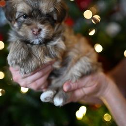 Havanese Puppies from Havana Suites Havanese