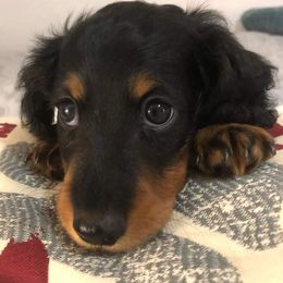 Dachshund Puppies from Weenie Wonders Hounds