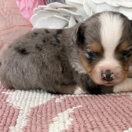 Miniature Australian Shepherd and Toy Australian Shepherd Puppies from Tonia Johnson's Toy and Miniature Australian Shepherds
