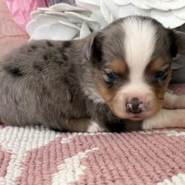Miniature Australian Shepherd and Toy Australian Shepherd Puppies from Tonia Johnson's Toy and Miniature Australian Shepherds