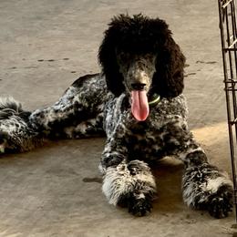 Prada - Poodle