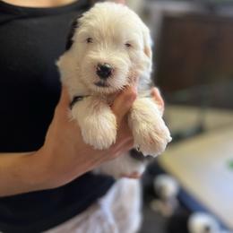 Bubly - Gray and white female Old English Sheepdog puppy in Bristol, Indiana from Ridgeruns OES