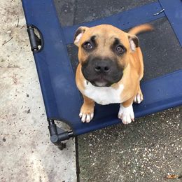 Staffordshire Bull Terrier and American Staffordshire Terrier  Puppies from Irresistibull Staffords