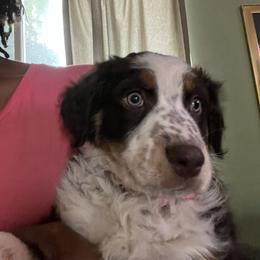 Sally - Red tri-color female Australian Shepherd puppy in Stone Mountain, Georgia from True Blue Friends