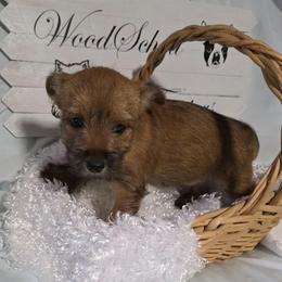 Miss Purple - Red female Cairn Terrier puppy in Savannah, Missouri from WoodSchott Cairn Terriers