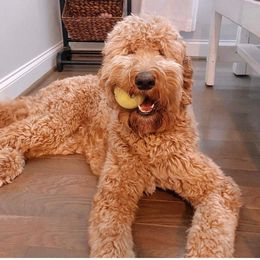 Willow - Goldendoodle