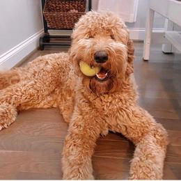 Willow - Goldendoodle