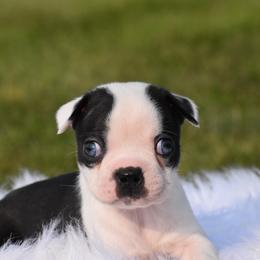 Patriot - Black and white male Boston Terrier puppy in Gober, Texas from Trigger Time Kennels