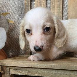 Marshmallow - Piebald male Dachshund puppy in Townsend, Georgia from Salt Creek Dachshunds