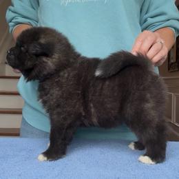 Boy 2 Navy collar - Black brindle male Akita puppy in Coopersburg, Pennsylvania from Main Street Akitas