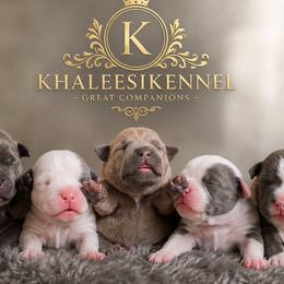 Boy 2 - Blue male Staffordshire Bull Terrier puppy in Houston, Texas from Khaleesi Kennel Blue Staffordshire-bull-terrier