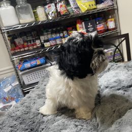 Shih Tzu Puppies from TACG