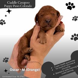 Oscar - Red male Cavapoo puppy in Fort Lupton, Colorado from Puppy Paws Colorado