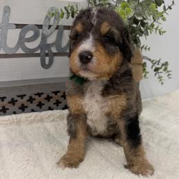 Ginger - Merle male Bernedoodle puppy in Hegins, Pennsylvania from Bubbling Springs Doodles, LLC